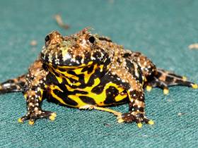 Желтобрюхая жерлянка Желтобрюхая жерлянка