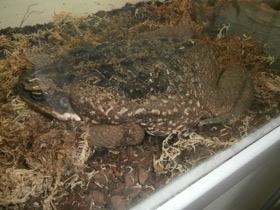 Смотреть фото Жаба-ага Фото Жаба-ага