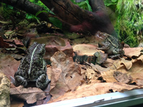 Смотреть фото Монгольская жаба Фото Монгольская жаба