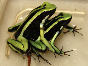 Трехполосый древолаз Трехполосый древолаз