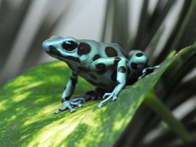 Красящий древолаз Красящий древолаз