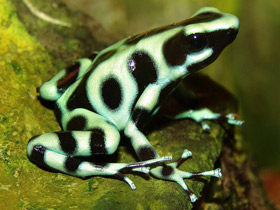 Фото Красящий древолаз