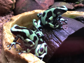 Фото Красящий древолаз