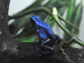 Смотреть фото Самые опасные животные для человека Фото Самые опасные животные для человека