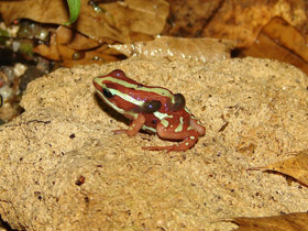 Смотреть фото Трёхцветный древолаз Фото Трёхцветный древолаз