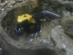 Фото Цитронелла