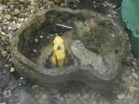 Фото Цитронелла