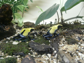 Фото Цитронелла