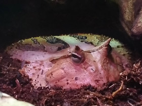 Фото Амазонская рогатка