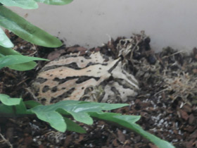 Фото Украшенная рогатка