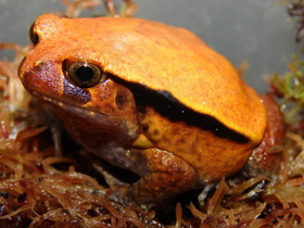 Смотреть фото Винный узкорот Фото Винный узкорот