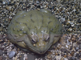 Смотреть фото Африканская роющая лягушка Фото Африканская роющая лягушка