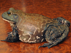 Фото Лягушка-бык