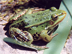 Фото Легенда о змеином гипнозе