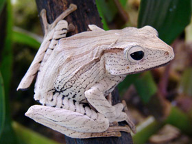 Фото Костноголовый веслоног