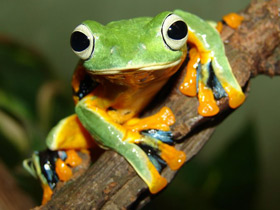 Смотреть фото Яванский веслоног Фото Яванский веслоног