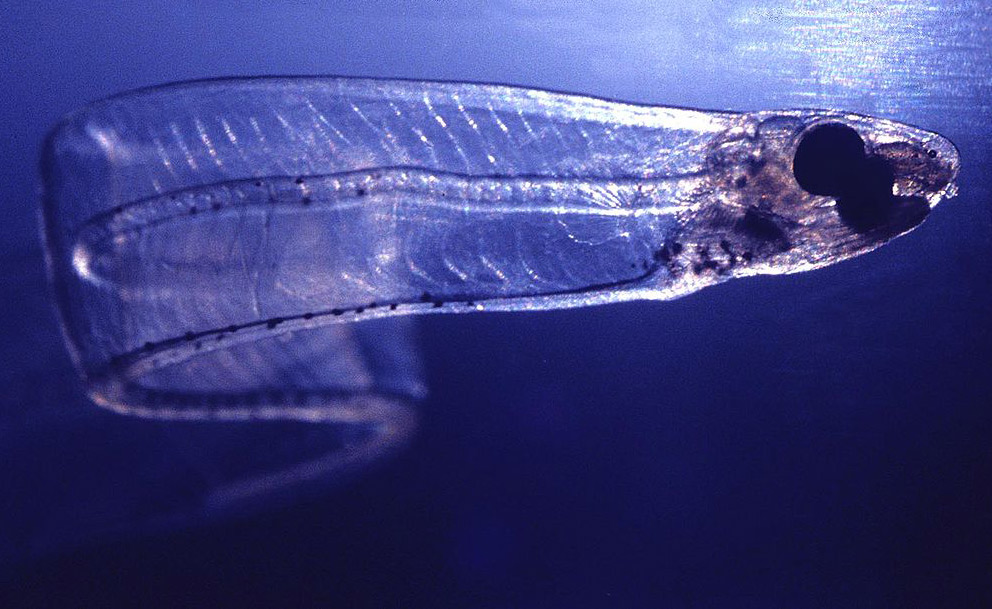 Лептоцефал