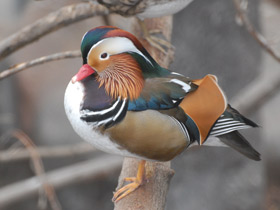 Смотреть фото Мандаринка Фото Мандаринка