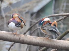 Смотреть фото Мандаринка Фото Мандаринка
