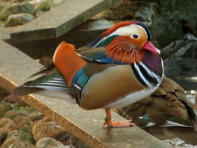 Смотреть фото Мандаринка Фото Мандаринка