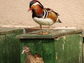 Смотреть фото Мандаринка Фото Мандаринка