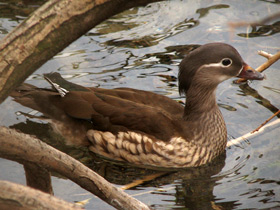 Смотреть фото Мандаринка Фото Мандаринка