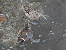 Смотреть фото Чирок-клоктун Фото Чирок-клоктун