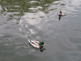 Смотреть фото Обыкновенная кряква Фото Обыкновенная кряква