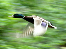 Обыкновенная кряква