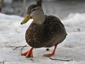 Смотреть фото Чёрная кряква Фото Чёрная кряква