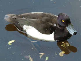 Хохлатая чернеть