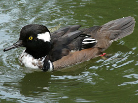 Смотреть фото Хохлатый крохаль Фото Хохлатый крохаль