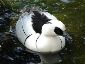 Смотреть фото Луток Фото Луток