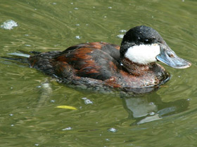 Американская савка