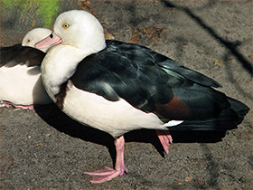 Смотреть фото Пеганка-раджа Фото Пеганка-раджа