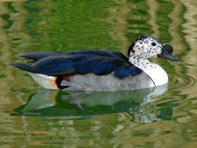 Гребенчатая утка