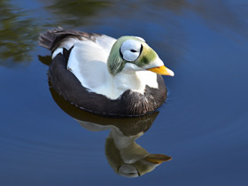 Смотреть фото Обыкновенная гага Фото Обыкновенная гага