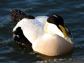 Смотреть фото Обыкновенная гага Фото Обыкновенная гага