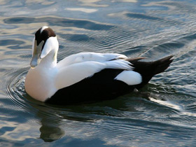 Смотреть фото Обыкновенная гага Фото Обыкновенная гага