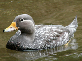 Патагонская утка-пароход