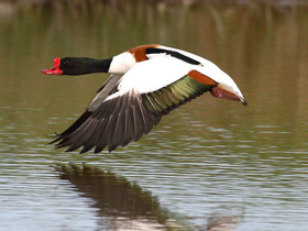Фото Хохлатая пеганка