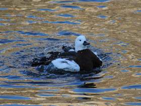 Смотреть фото Новозеландский огарь Фото Новозеландский огарь