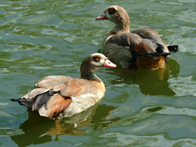 Смотреть фото Нильский гусь Фото Нильский гусь