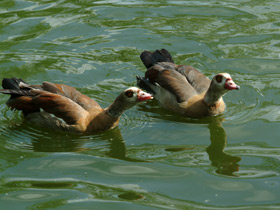 Смотреть фото Нильский гусь Фото Нильский гусь