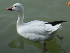 Фото Белый гусь