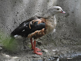 Смотреть фото Гривистый гусь Фото Гривистый гусь