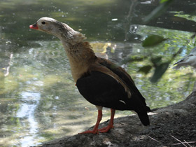 Смотреть фото Гривистый гусь Фото Гривистый гусь