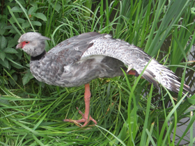 Смотреть фото Хохлатая паламедея Фото Хохлатая паламедея