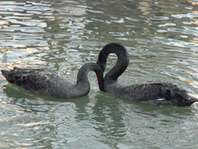 Смотреть фото Черный лебедь Фото Черный лебедь