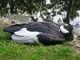 Смотреть фото Андский кондор Фото Андский кондор